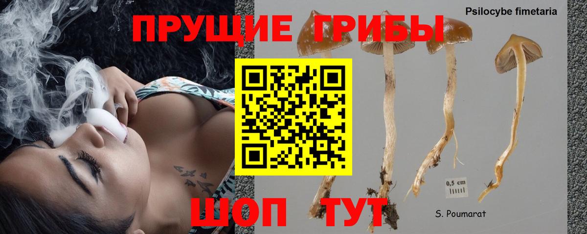 Псилоцибиновые грибы Psilocybine cubensis Ишим
